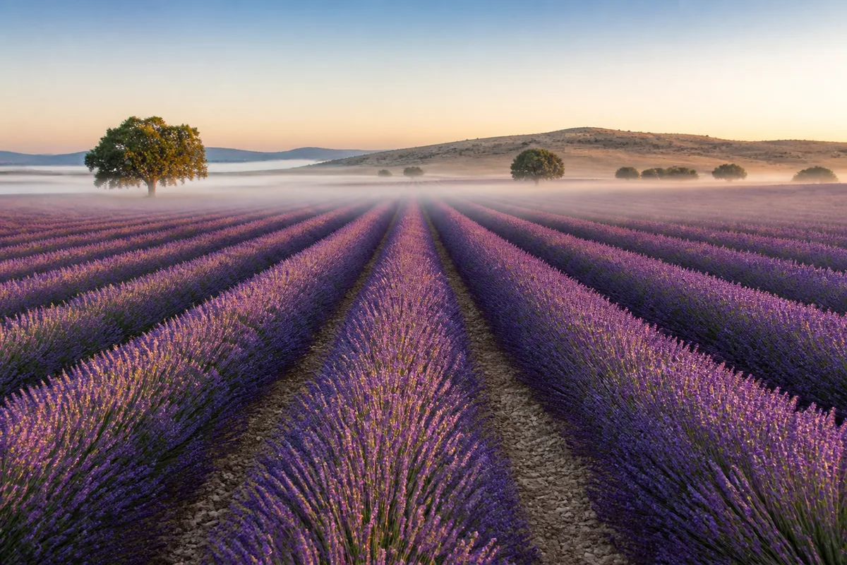 Champ de lavande en rangs parallèles sur un plateau provençal à l&rsquo;aube, brume basse et lumière rasante
